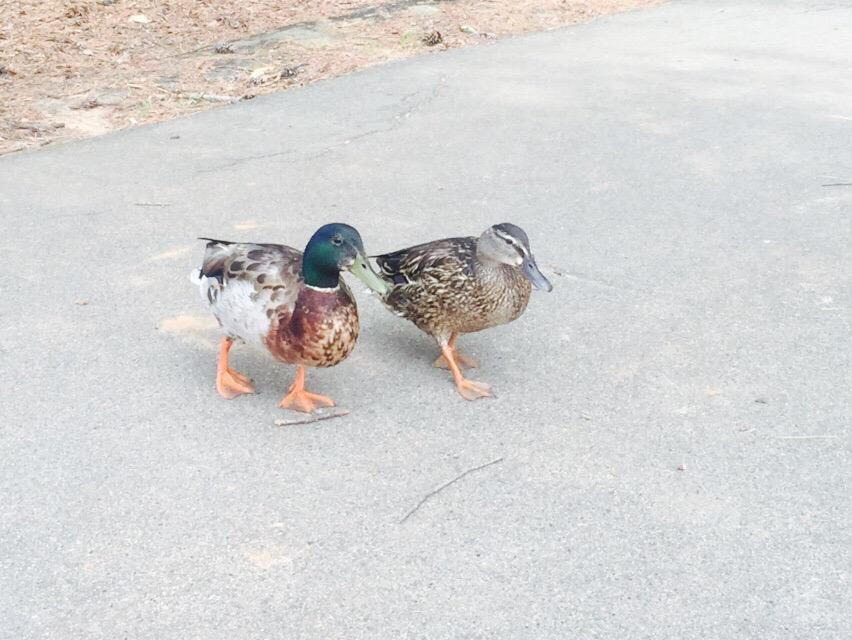 Visit Lake Norman-科尼利厄斯必去景点