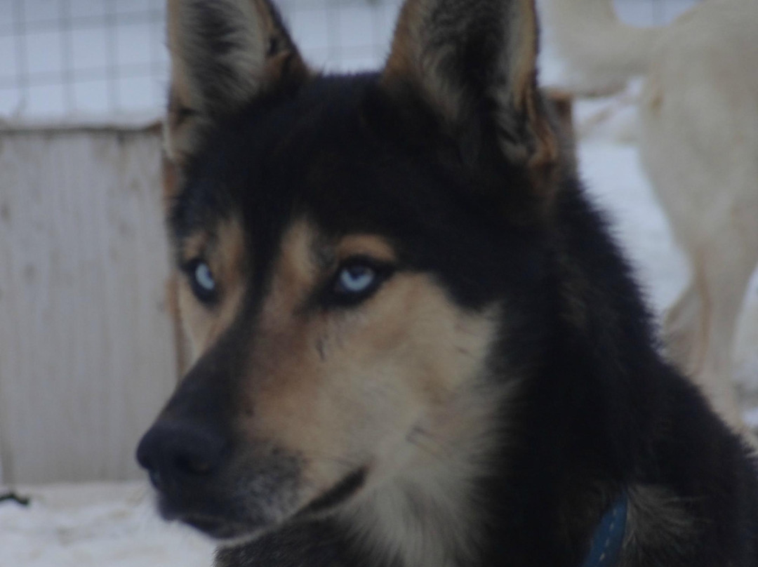 MAD Husky Tours景点图片