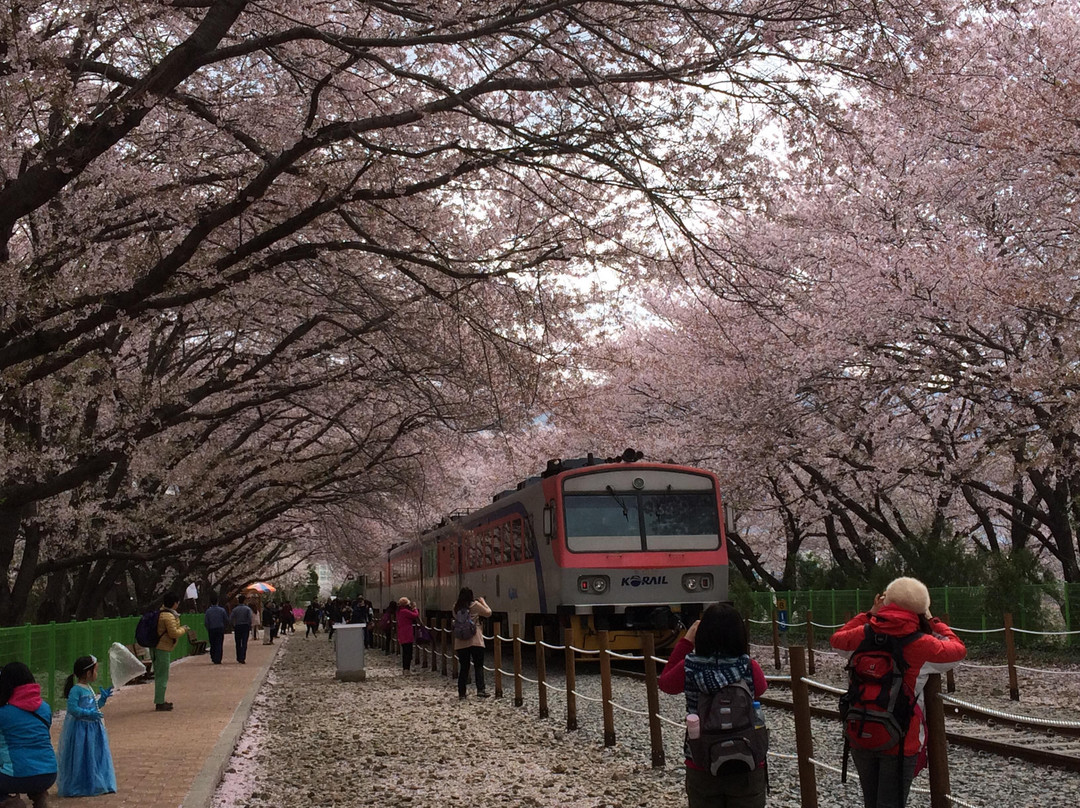 Gyeonghwa Station Cherry Blossom Road-昌原市必去景点