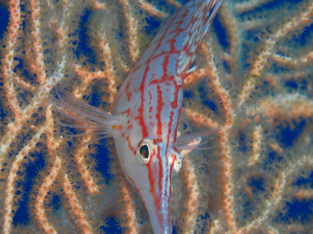 Pharaoh Dive Club Dahab-达哈卜必去景点