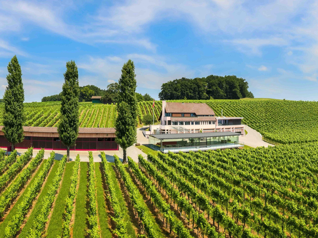 Warth旅游景点-Weingut Hausammann