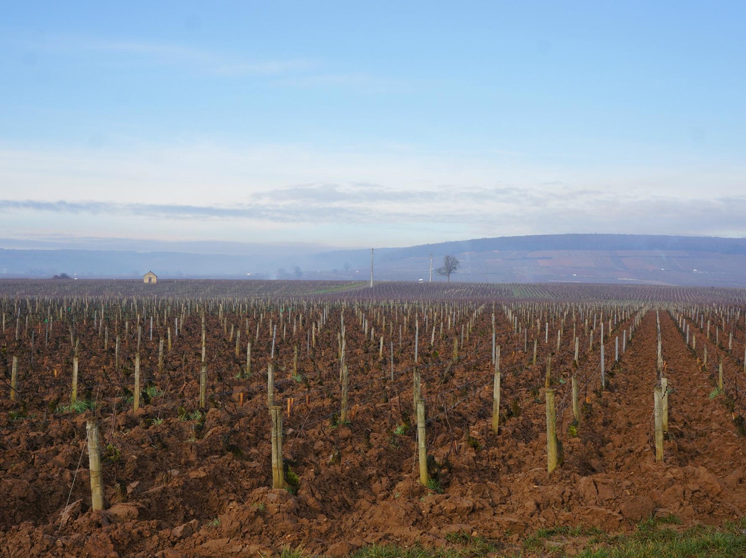 Burgundy Report Tours - Day Tours-博讷必去景点