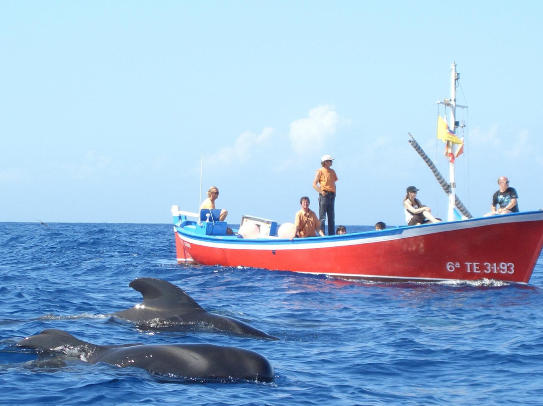 Oceano Whale Watching La Gomera-Valle Gran Rey必去景点