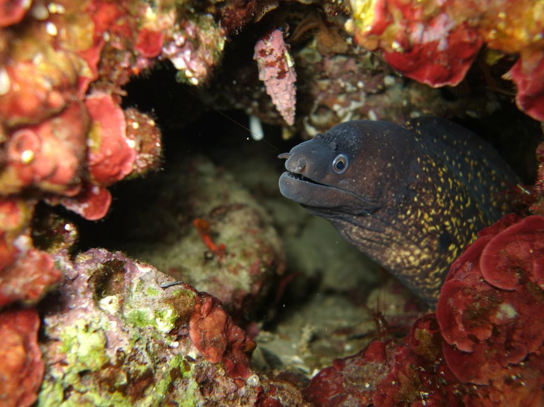 C.I.P de Nice (Centre International de Plongée)-尼斯必去景点