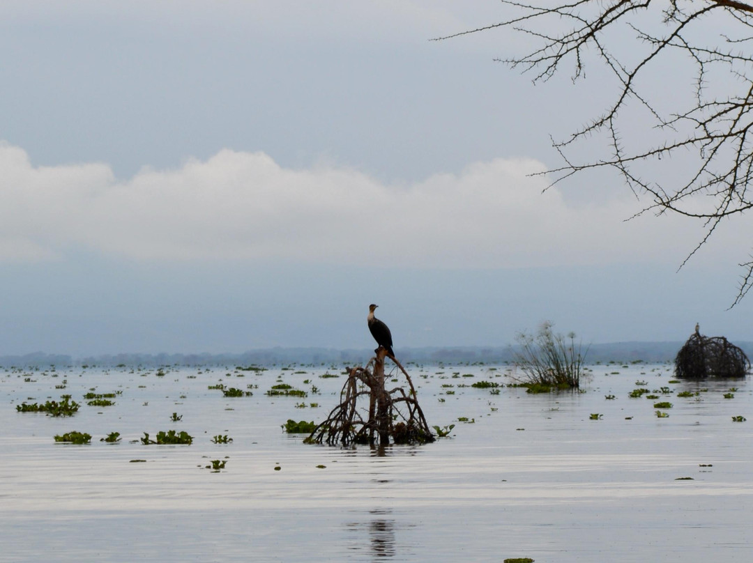 Lake Naivasha-Rift Valley Province必去景点