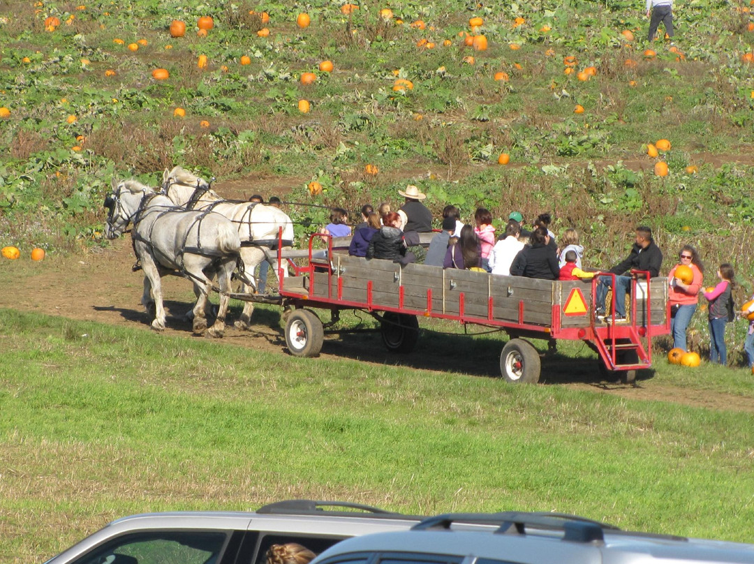 Damascus旅游攻略图片