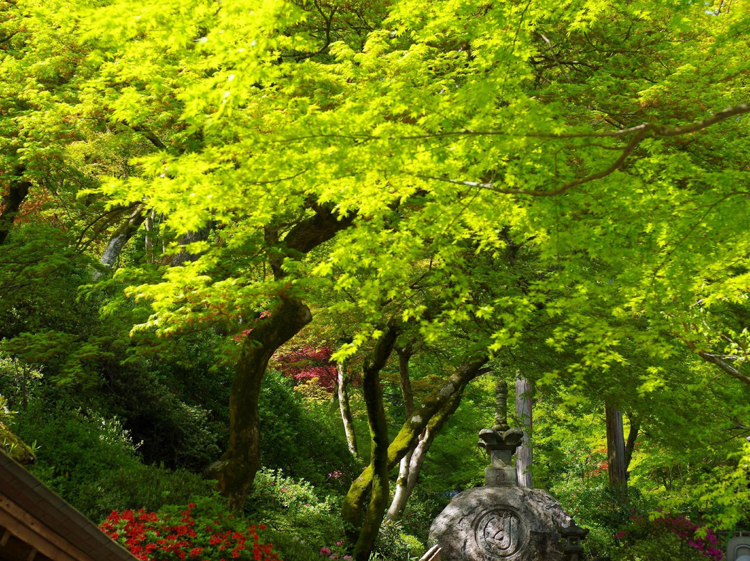 Daikozenji Temple景点图片