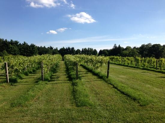Cuyahoga Falls餐馆和美食-Sarah's Vineyard