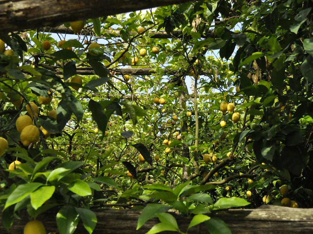 Tour Enogastronomico Schiazzano e Tradizioni-马萨卢布伦塞必去景点