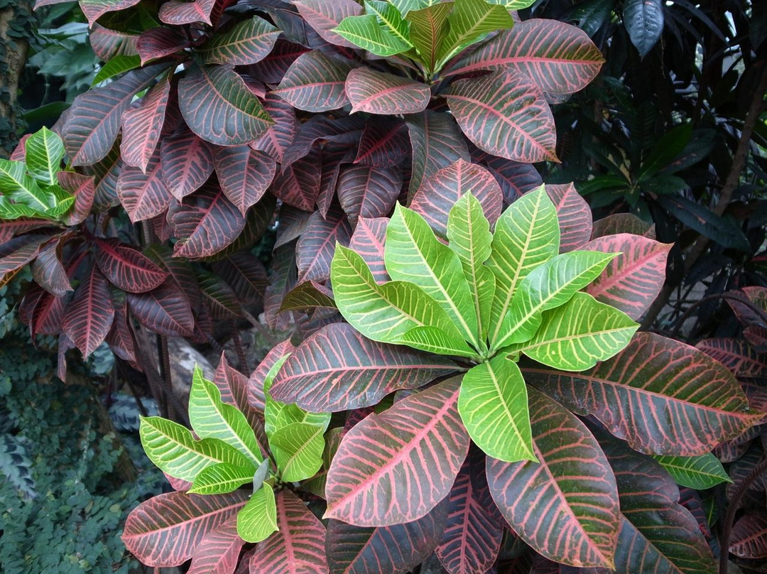 加菲尔植物园-芝加哥必去景点