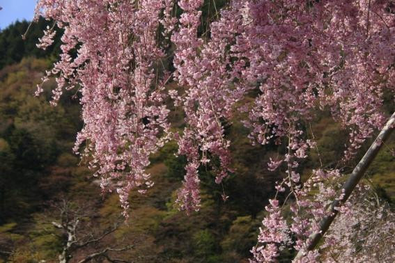 善峰寺-京都市必去景点