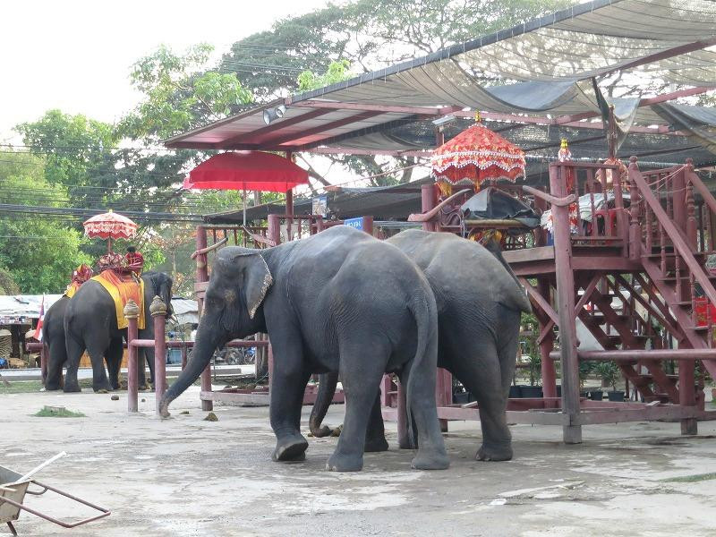 Elephantstay-大城必去景点