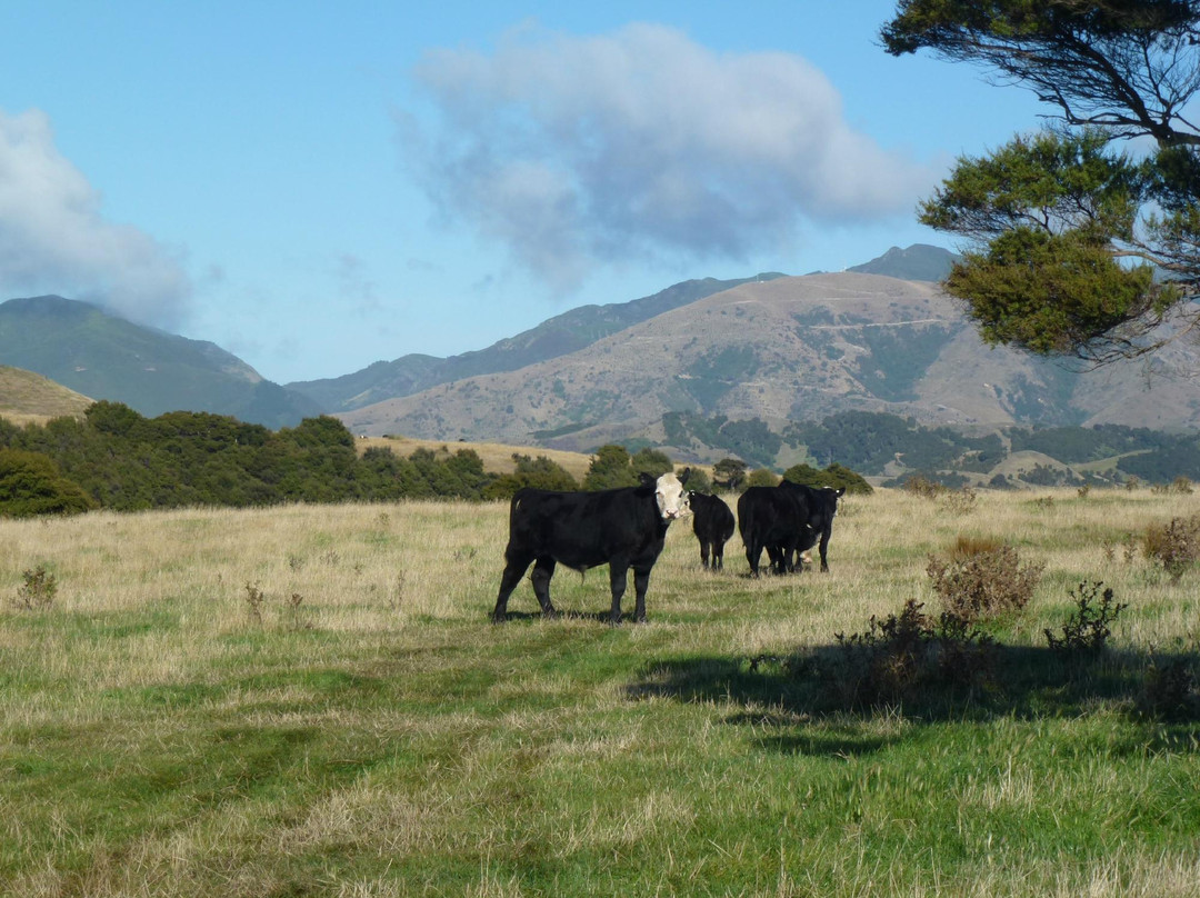 Glenstrae Farm 4 Wheel Adventures-Kaikoura必去景点