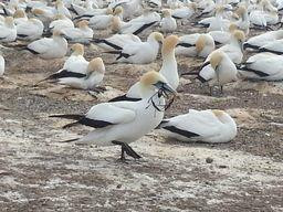 Gannet Colony-Clifton必去景点