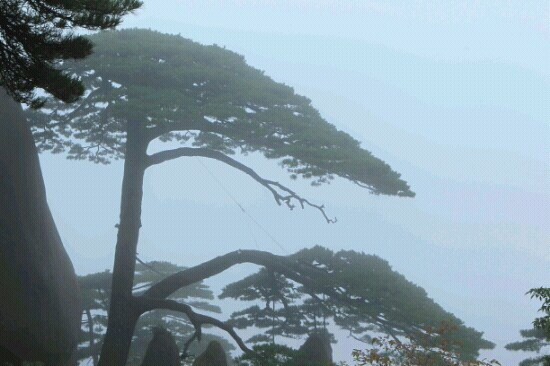 迎客松-黄山市必去景点
