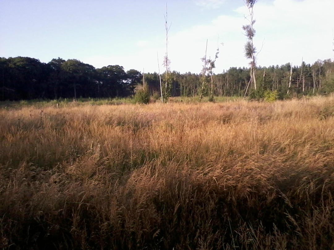 East Blean Woods National Nature Reserve景点图片