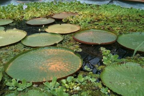 Durham University Botanic Garden-达勒姆必去景点