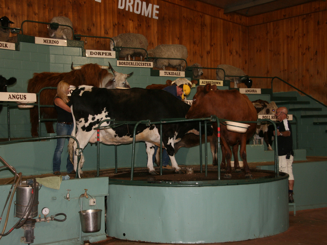 Bathurst Sheep and Cattle Show-巴瑟斯特必去景点