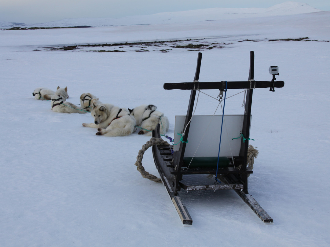Dogsledding Iceland-莫斯费德斯拜尔必去景点