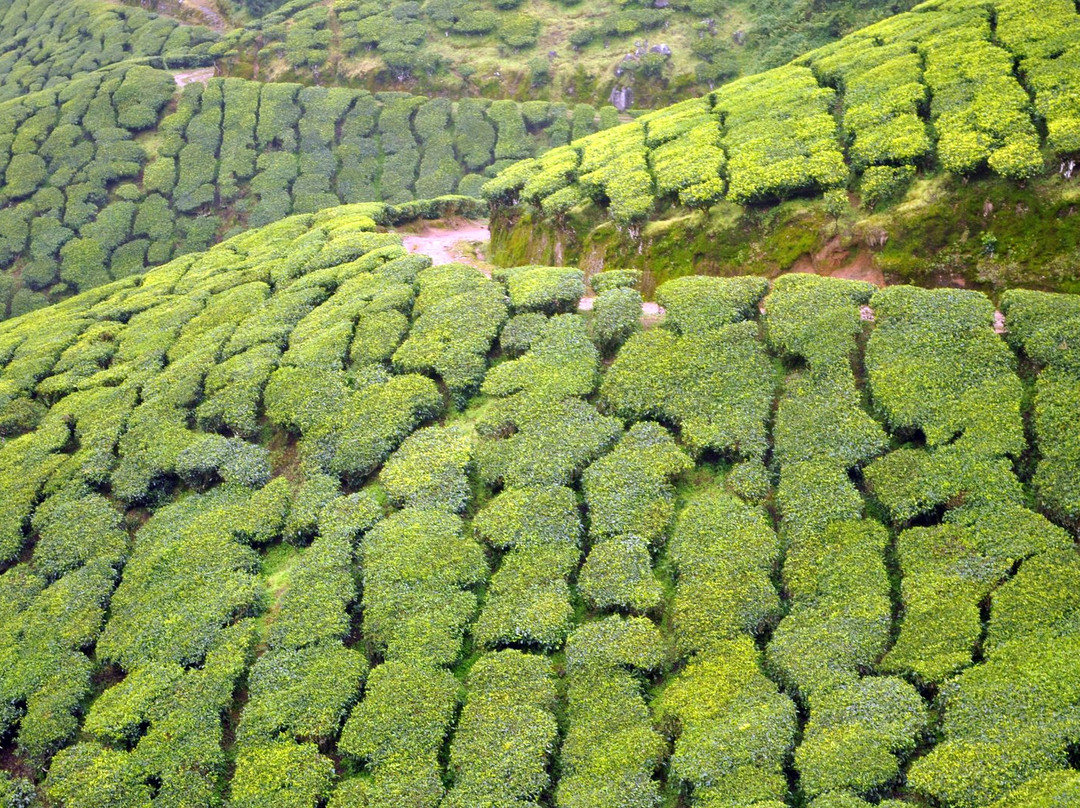 Kolukkumalai Tea Estate-Kottagudi必去景点