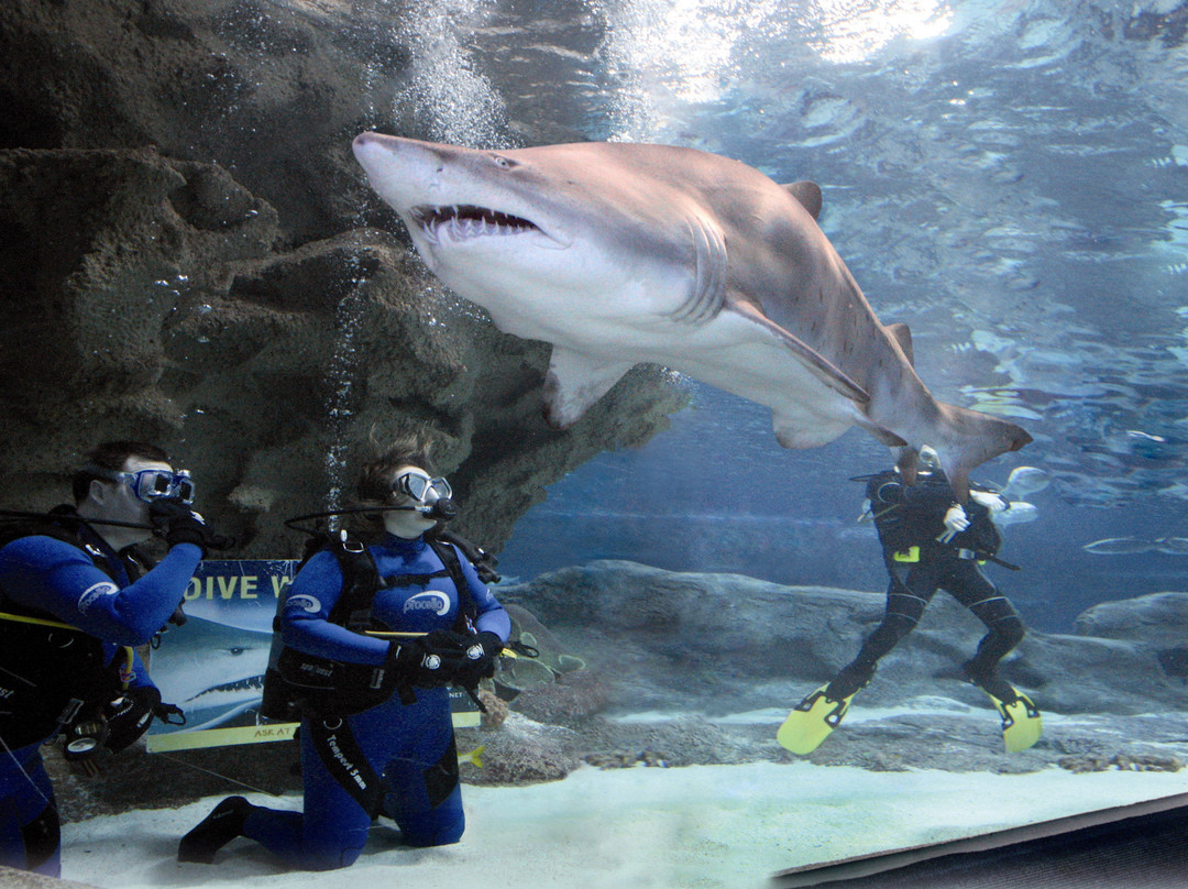 Blue Planet Aquarium-埃尔斯米尔港必去景点
