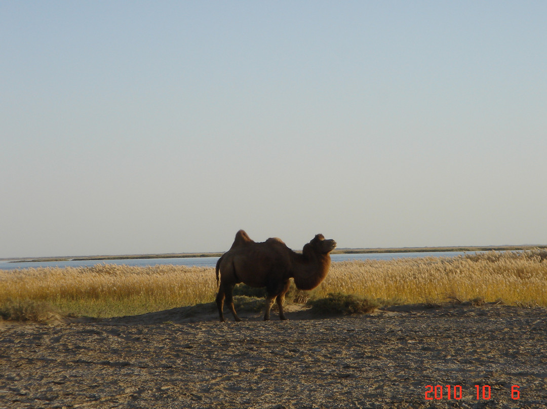 居延海-额济纳旗必去景点