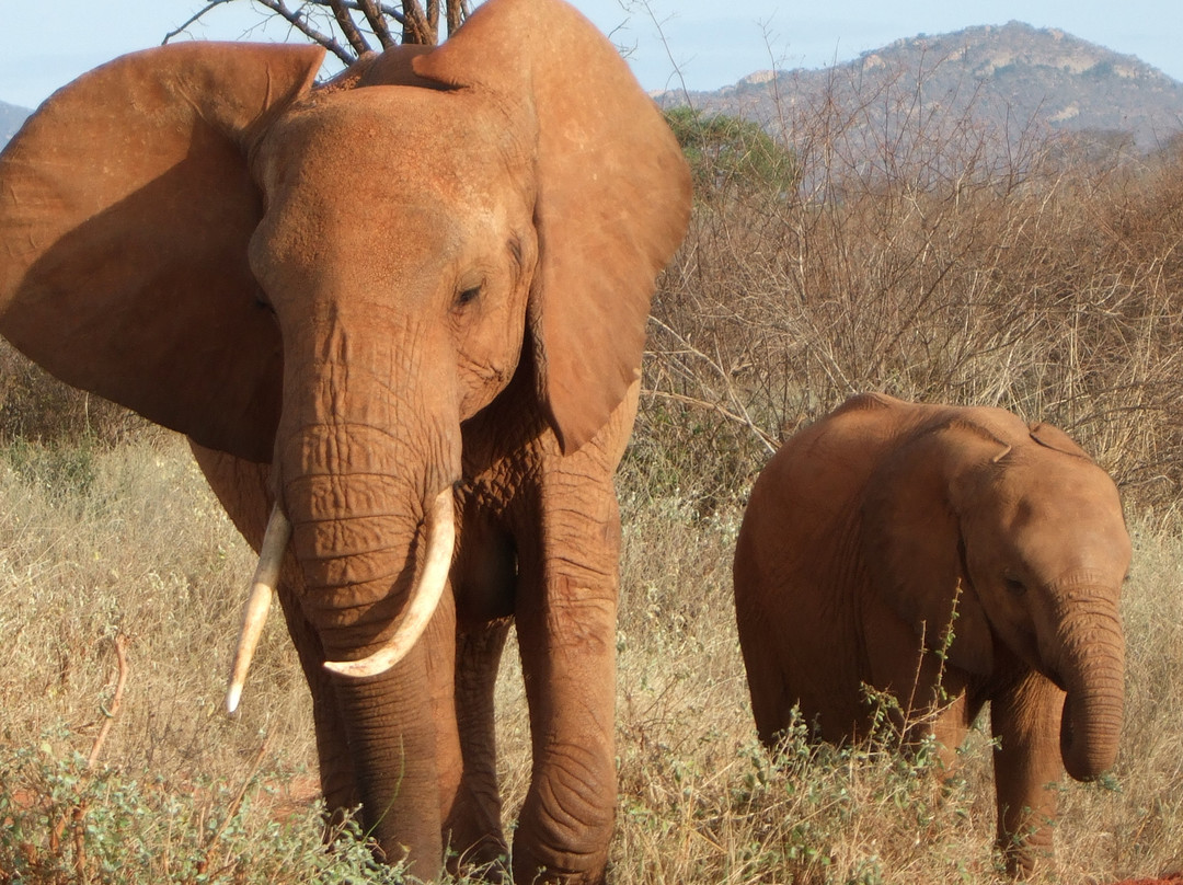F. King Tours & Safaris-蒙巴萨必去景点