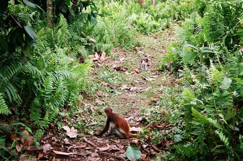 Jozani Chwaka Bay National Park-桑给巴尔岛必去景点
