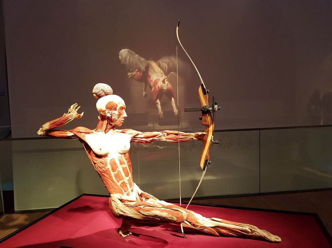 KORPERWELTEN Museum – Anatomie des Glücks景点图片