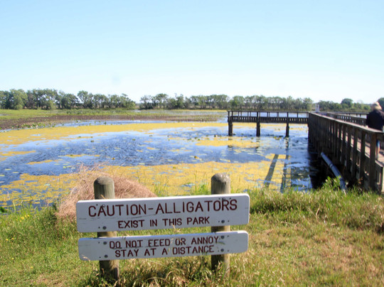 Brazos Bend State Park-Needville必去景点