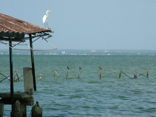 Lake Maracaibo景点图片