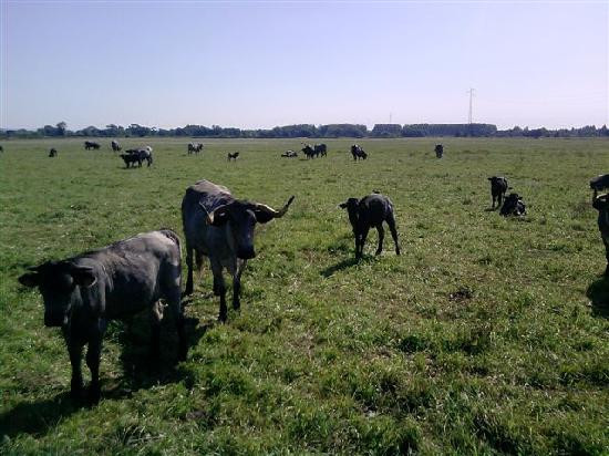 Les Flaneries-普罗旺斯地区萨隆必去景点