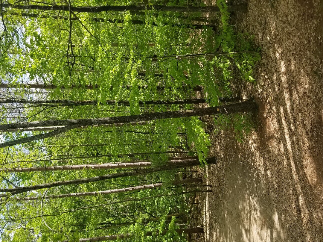 Redemption Rock-Princeton必去景点