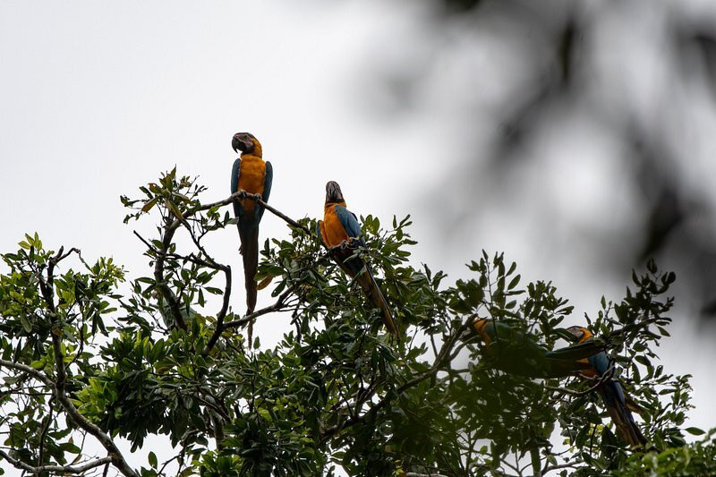 Parque Nacional del Yasuni - Fernando guia en la Amazonia景点图片