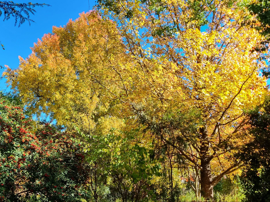 Cherry Walk Nature Trail-布赖特必去景点