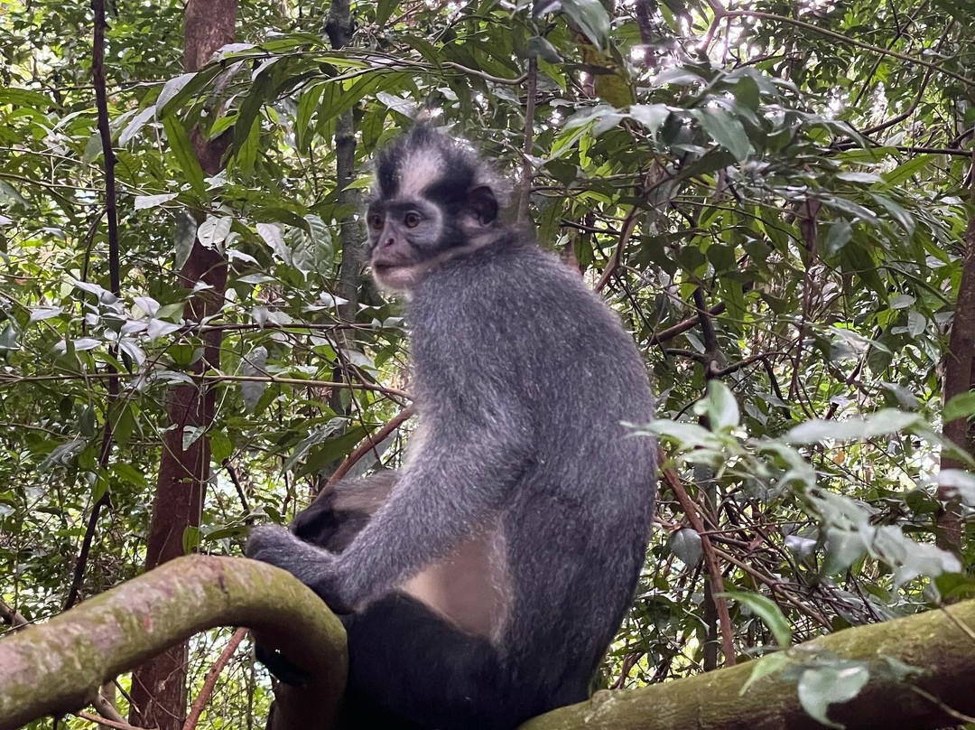 Sumatra Heaven-武吉拉旺必去景点