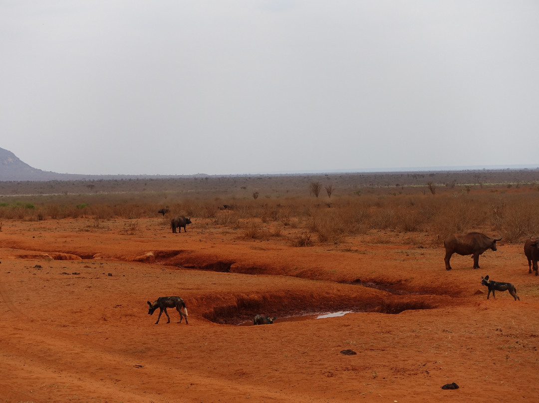 Tsavo East National Park景点图片