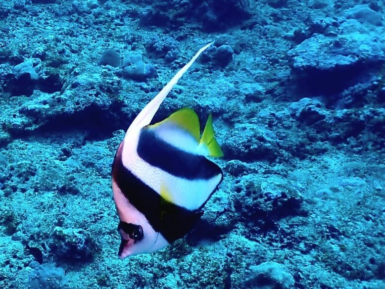Blue Bay Divers Diving Centre-蓝湾必去景点