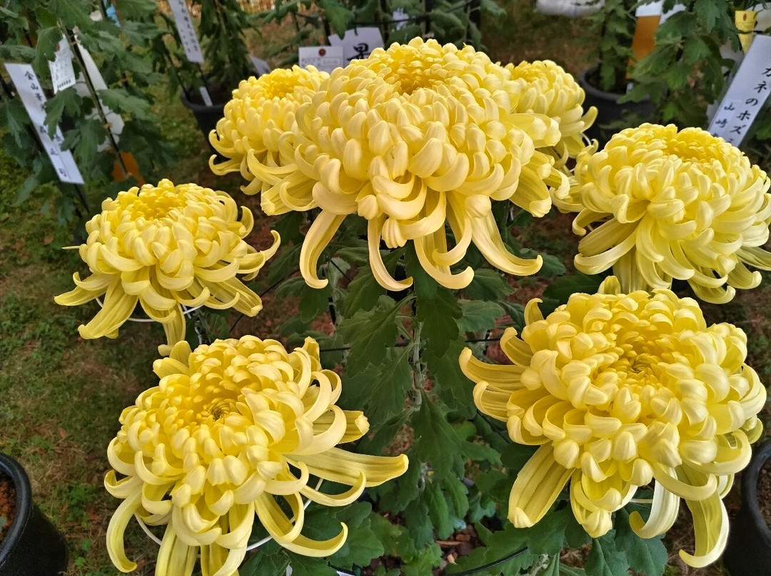 Michi-no-Eki Hanazono-深谷市必去景点