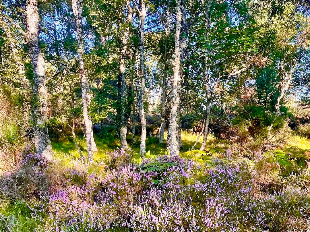 Muir of Dinnet National Nature Reserve-Dinnet必去景点