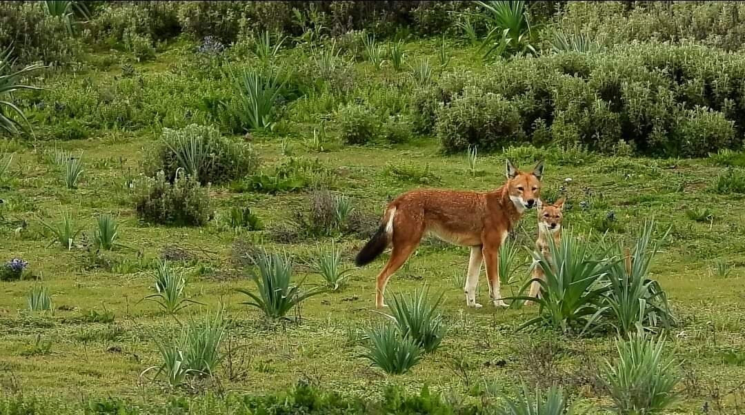 Simien Mountains Tour-Debark必去景点