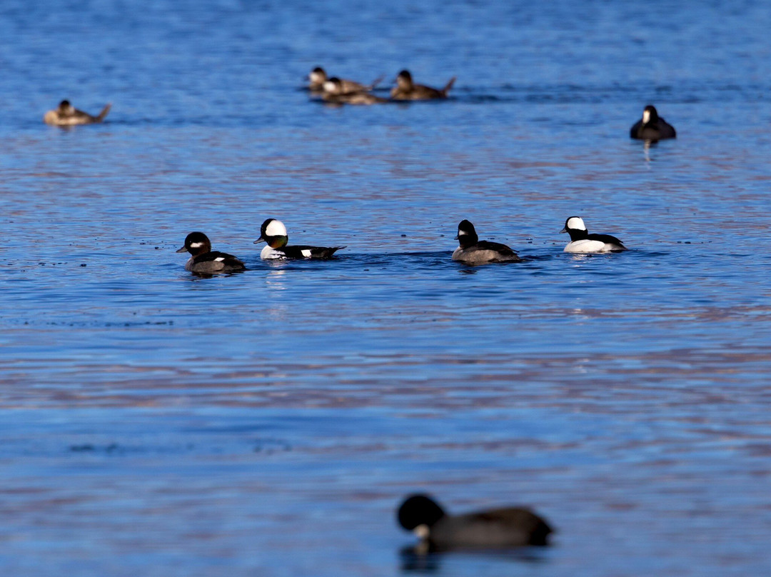 Frank G. Bonelli Regional Park-圣迪马斯必去景点