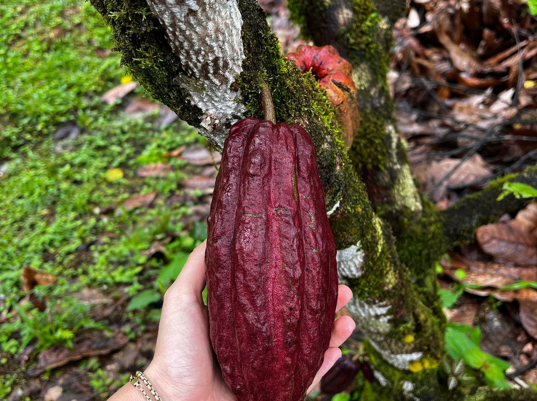 La Anita Rainforest Chocolate Tour景点图片