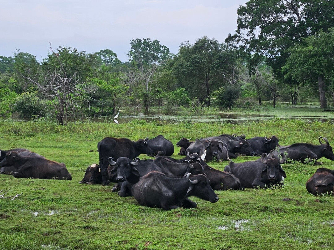 Lunugamvehera National Park By Wild Trails Safari景点图片
