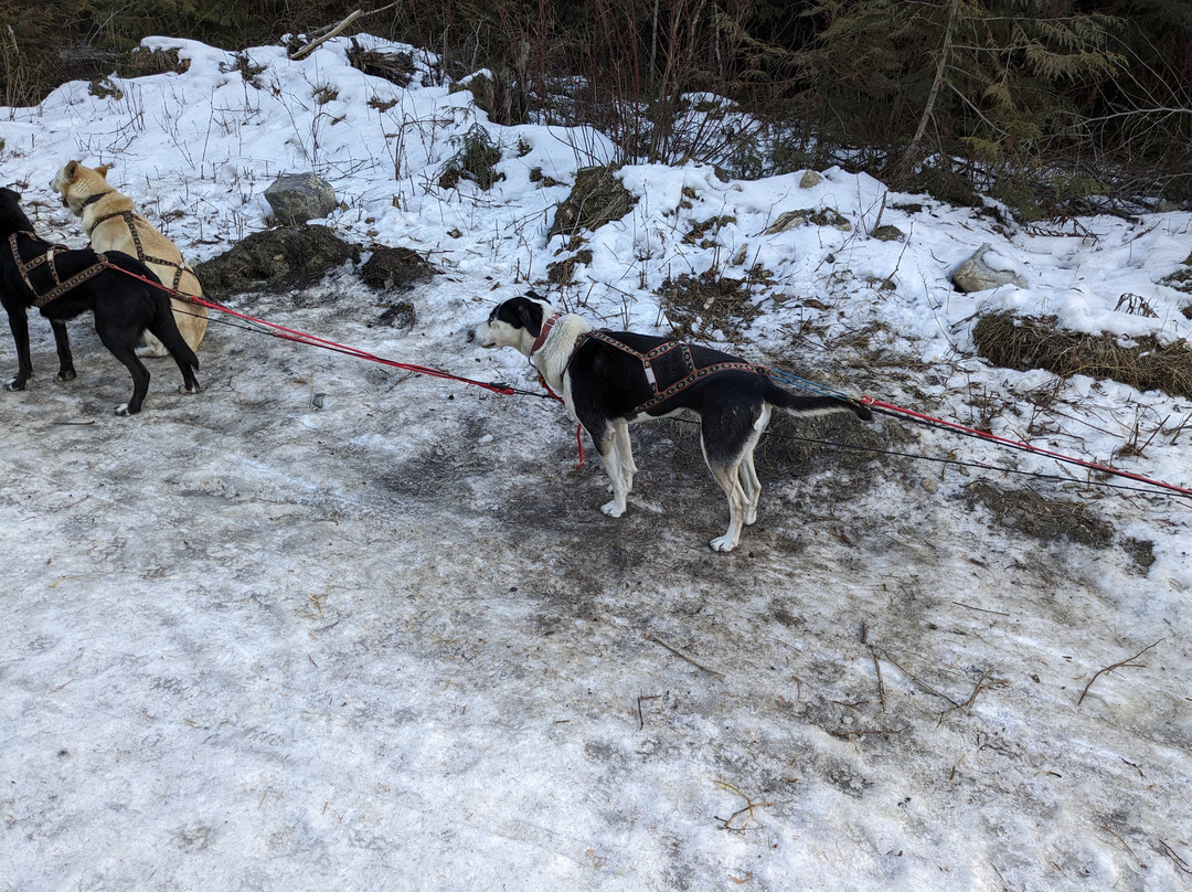 Cold Fire Creek Dogsledding景点图片