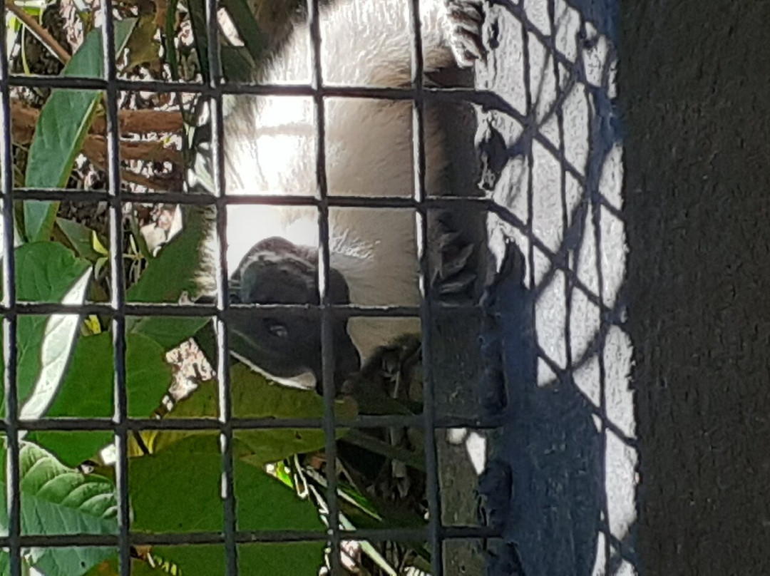 Zoológico Municipal de Guarulhos-瓜鲁柳斯必去景点