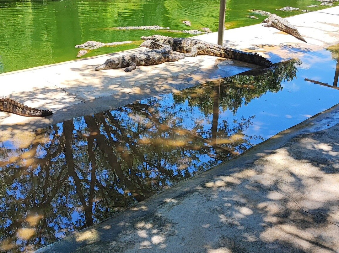 Seronera Crocodile Farm景点图片