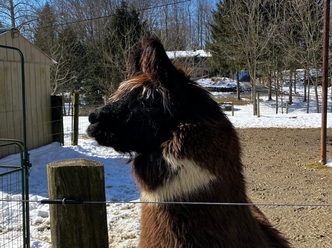 Hidden Brook Ranch Alpaca Tour景点图片