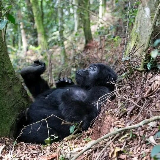 Cream Tours & Safaris-Mbarara必去景点