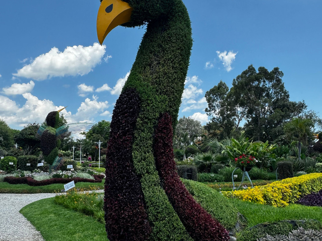 Jardin Magico景点图片